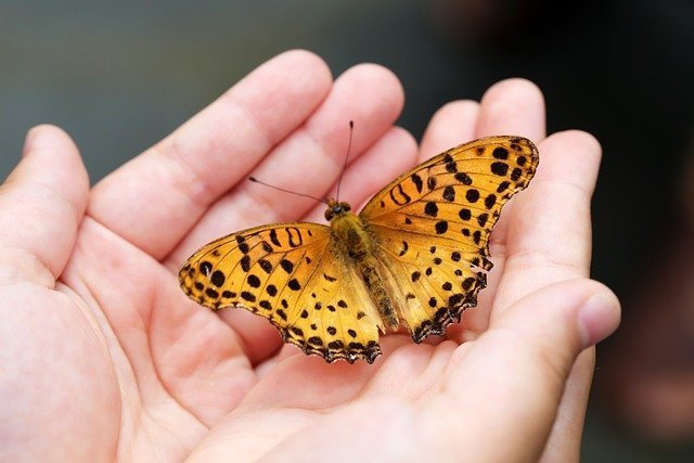 Manos sujetando una mariposa