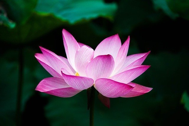 Flor de tonos rosados, abierta, sobre un fondo de hojas verde y negro